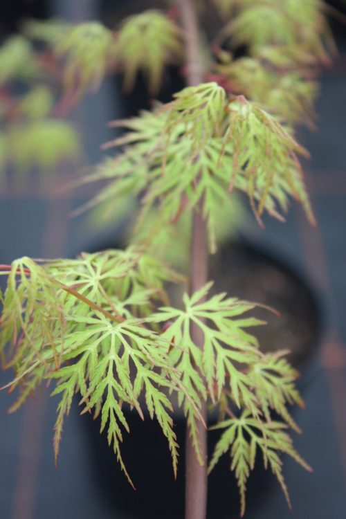 Acer Palmatum – Emerald Lace