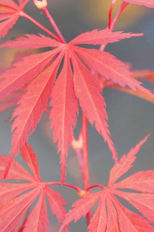 Acer Palmatum – Burgundy Lace