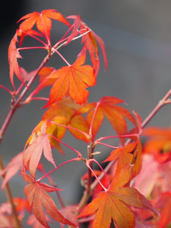 Acer Palmatum – Sumi Nagashi